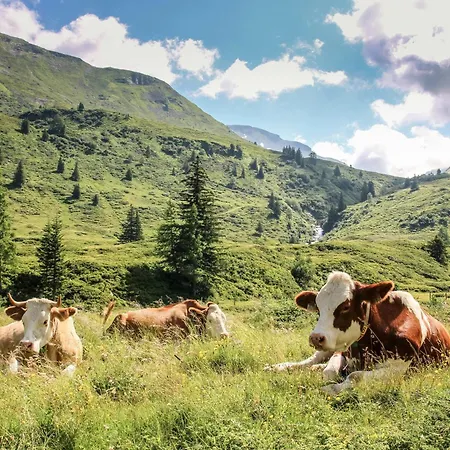 Bergwiese 225 Donnersbachwald